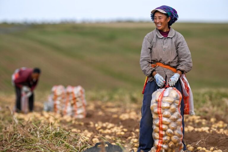 La Cina prevede un 2026 da record per il raccolto di cereali
